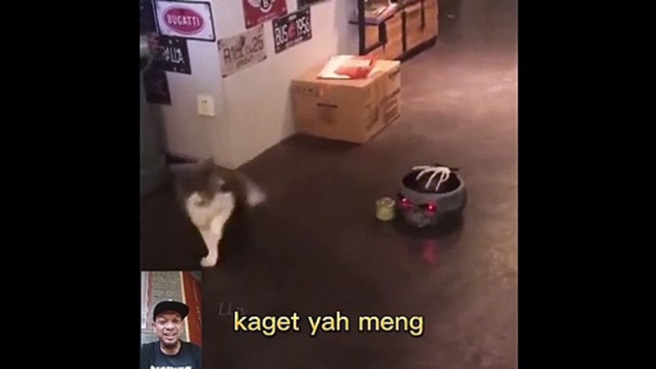 Kucingnya Kaget