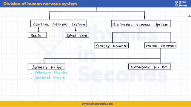 Biology-EP2023-Coordination Control, Nervous and Chemical Coordination-Division of human nervous system