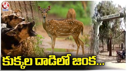 Deer Lost Life After Dogs Attack In Jatayu Park _ Medchal _ V6 News (1)