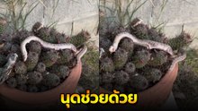ทั้งกลัวทั้งสงสาร ! งูติดต้นแคคตัส ขยับไปทางไหนก็เจ็บ สุดท้ายจบเศร้า