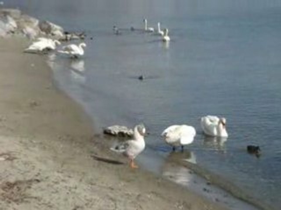 Moi, bébé cygne.