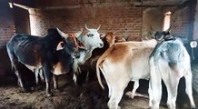 Cow locked in Anganwadi to save crops, died of hunger and thirst