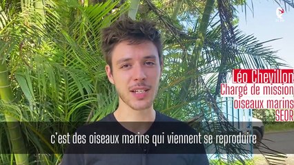 Affluence de jeunes Puffins à la Seor