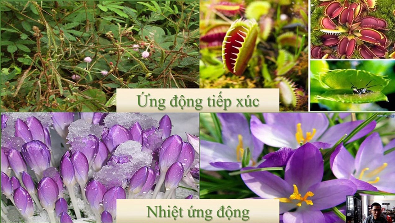 Sinh 11 - Bài 24 Ứng động