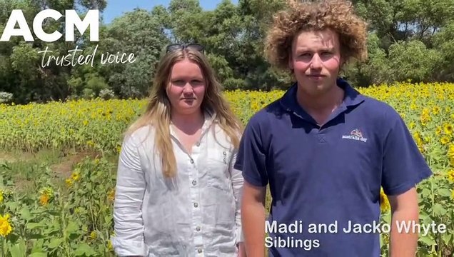 WS Hamilton sunflowers, February 2023, Warrnambool Standard