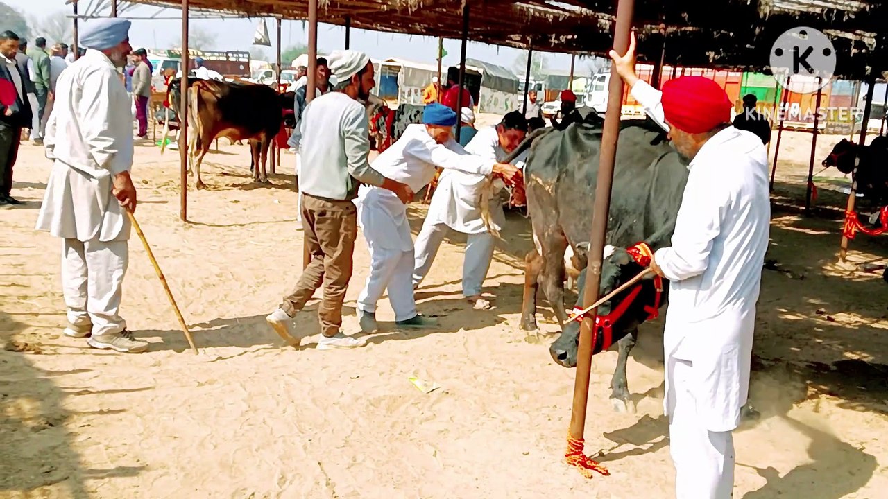 Cow delivery live mandi behrawala se/ गाय की लाइव डिलीवरी पशु मंडी बेहरावाली से @hinddairyfarm 