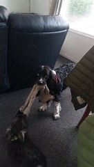 I hear noises from the sitting room