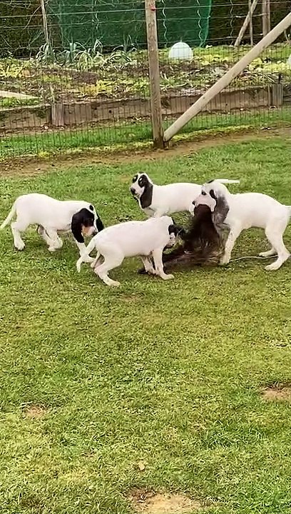 peau sanglier chiots