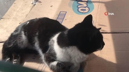 Kavga eden kedileri ayırmak isteyen esnafın diyaloğu güldürdü