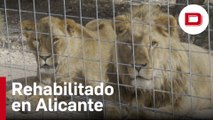 Nueve leones rescatados de Ucrania se rehabilitan en Alicante