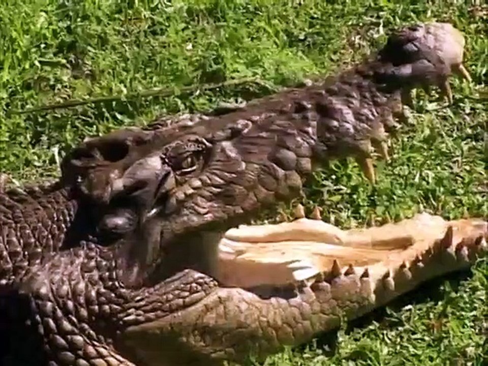 The Crocodile Hunter - Ep12 HD Watch