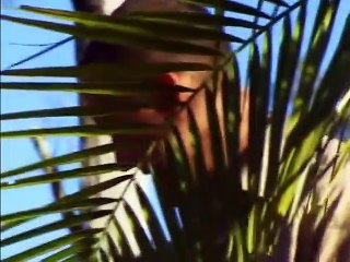 The Crocodile Hunter - Ep03 HD Watch