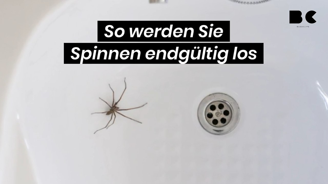 So werden Sie Spinnen endgültig los