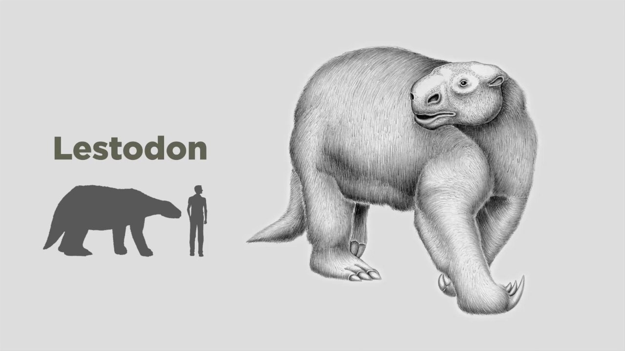 Fósiles en Arrollo Espinillo (Fragmento)