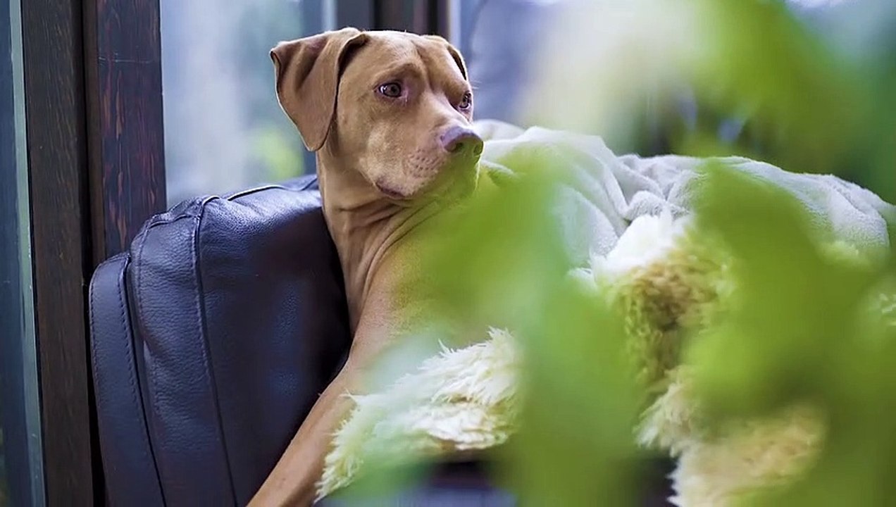 Lazy Dog