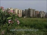 Luxurious flats in Noida, Uttar Pradesh - Archival footage of early NOIDA constructions