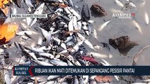 Ribuan Ikan Mati Ditemukan Di Sepanjang Pesisir Pantai