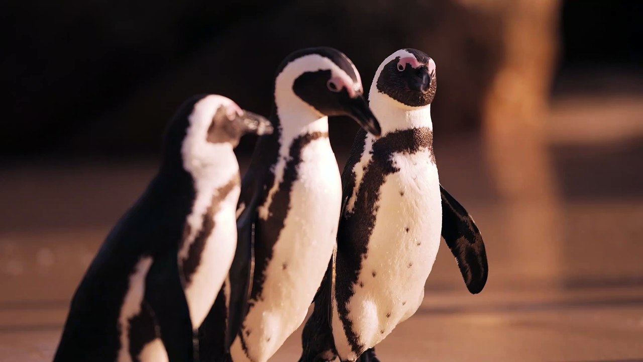 Penguin video UHD 4k