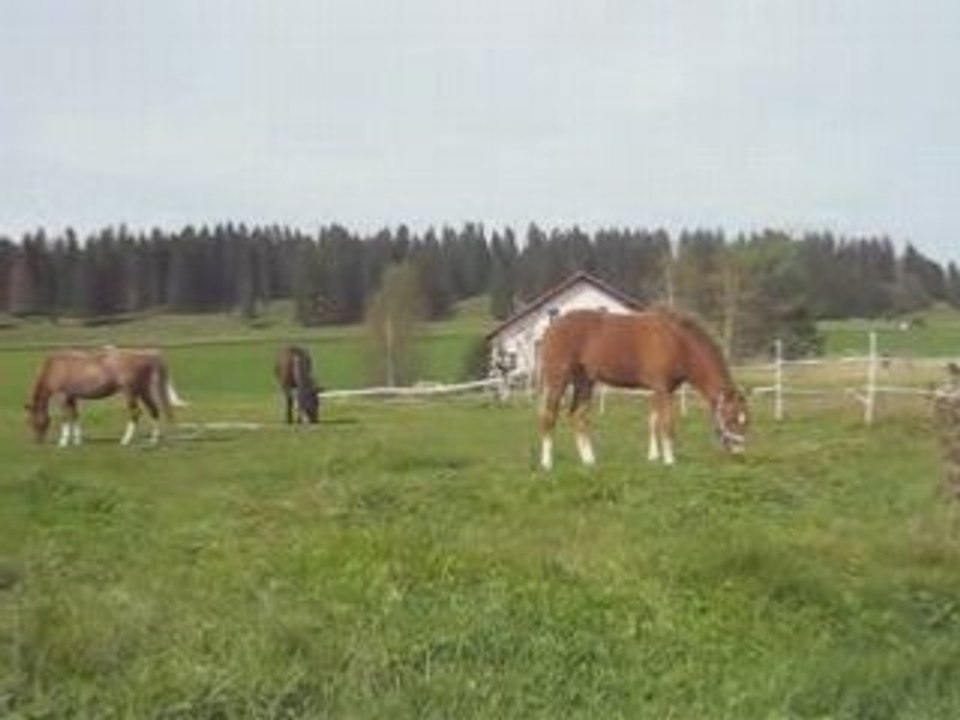 Sheitan cheval