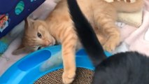 Dramatic cat with her paw stuck in a toy decides to give up all hope