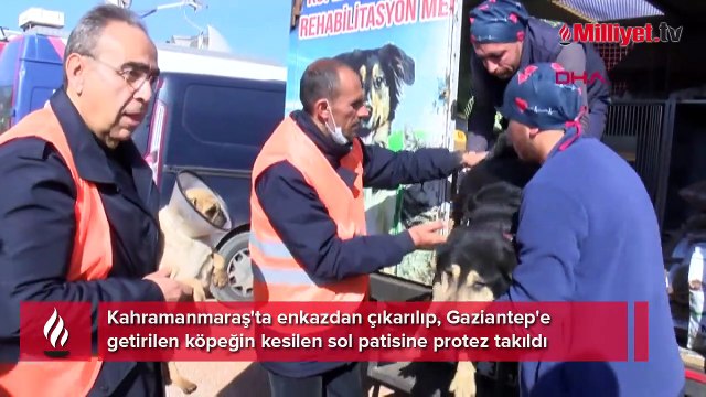 Enkaz altında patisini kaybeden köpeğe protez takıldı