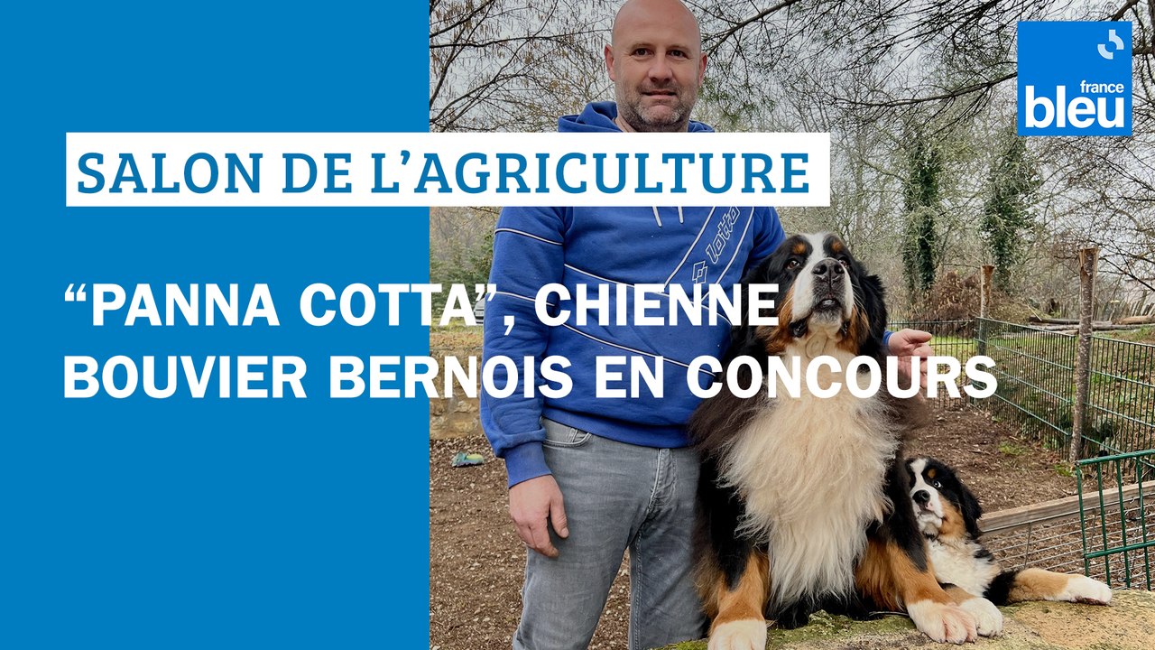 Salon de l'agriculture : "Panna Cotta", chienne bouvier bernois en concours
