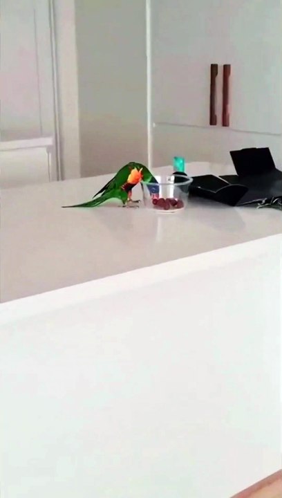 Parrot in action