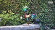 Alpine Corporation MZP390 Glossy Rooster Statue Outdoor Garden, Patio, Deck, Porch-Yard Art Decoration, 7 L x 16 W x 19 H, Multicolor Patio, Lawn & Garden