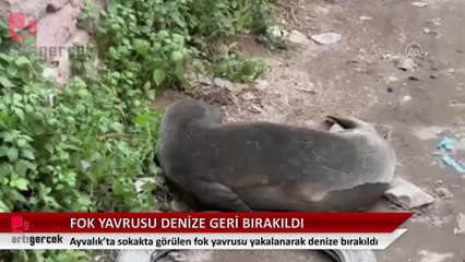 Ayvalık'ta sokakta görülen fok yavrusu yakalanarak denize bırakıldı