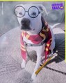 From Muggles to Magic: When Animals Embrace the Wizarding World of Harry Potter! ‍♂️