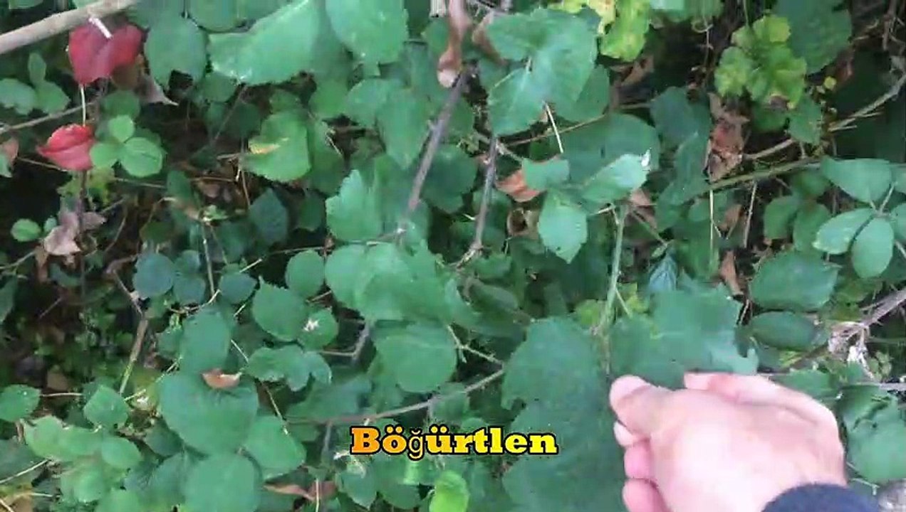 Yabani Böğürtlen Meyvesi Şifalı