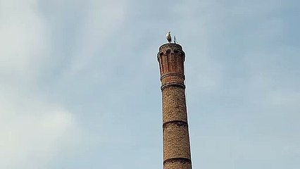 Selci Lama, una cicogna sul comignolo dell'ex fornace