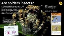 Are spiders insects ?
