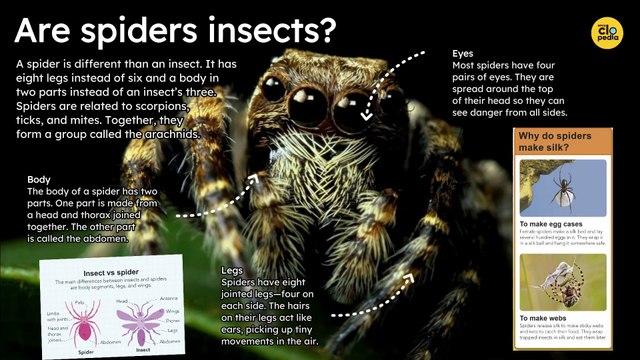 Are spiders insects ?