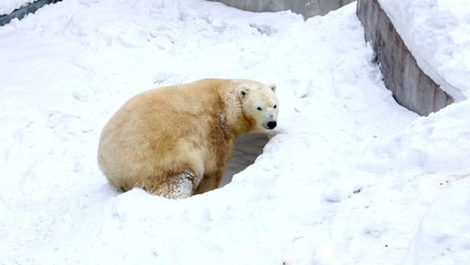 Why don’t polar bears freeze?