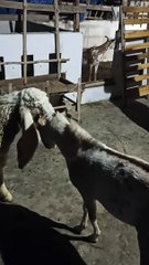 #Goat #Viral #viralvideo #viralshorts #viralshort #Entertainment #Play #Fun