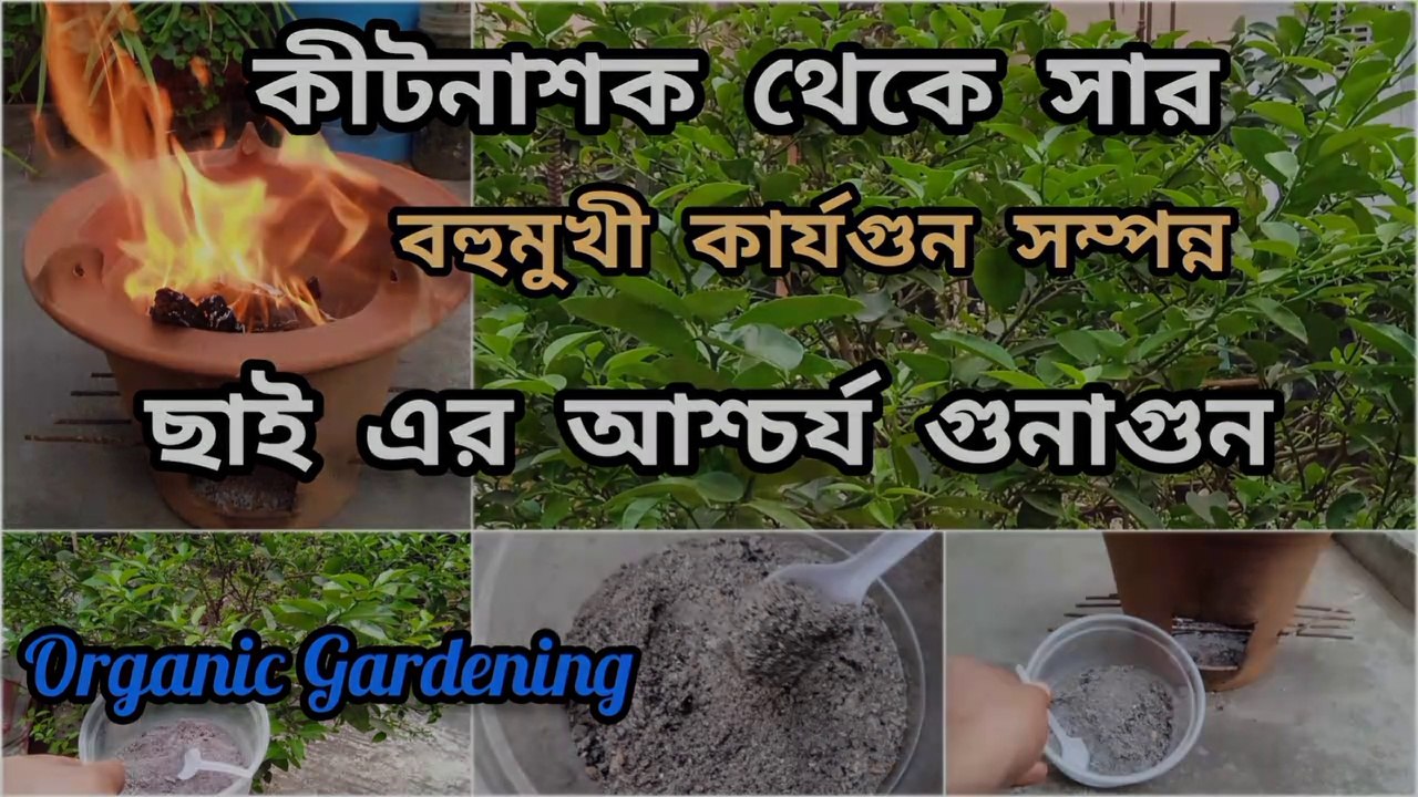 ছাদ বাগানে ছাই এর ব্যবহার এবং আশ্চর্য গুনাগুন ; Organic Pesticides and Fertilizer