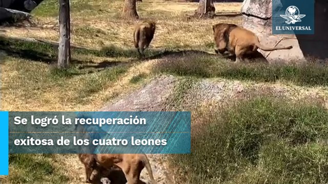 Así lucen los leones rescatados y rehabilitados de la Fundación Black Jaguar - White Tiger