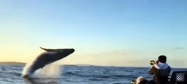 Whales jumps