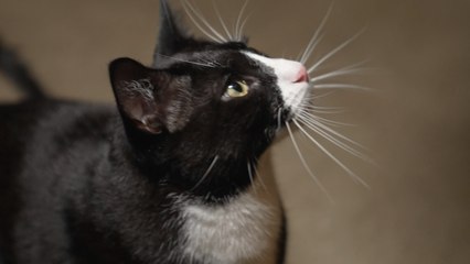 Florida Cat Surrendered For Being  Too Affectionate  Finds Forever Home