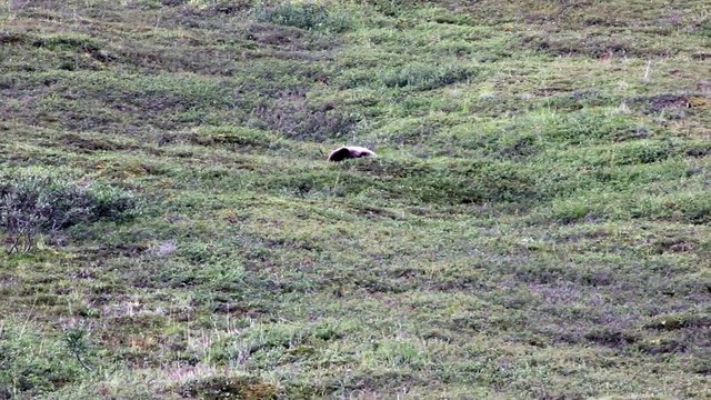 Grizzly Bear rolling down a hill at Denali National Park