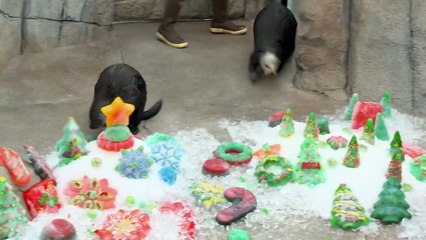 All Our Otters Want for Christmas are...Ice Treats!