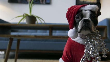 Dog on a Roomba - Holiday Edition!!