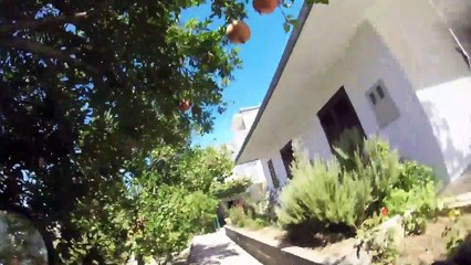 Golden Retriever - the dog who brings mail (iDLJKOZIYtU)