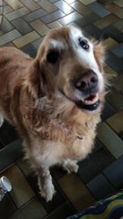 Dog reacts to her Cancer test results