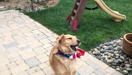 Fritz Learns to Catch Compilation #1