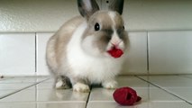 Bunny Eating Raspberries