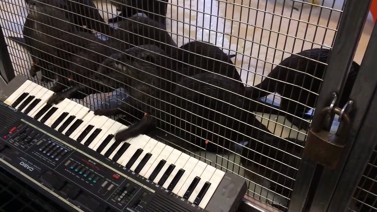 Asian Small-Clawed Otters Celebrate Enrichment at the Smithsonian's National Zoo (wsRlO4dQJGI)