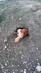 Rosie the Golden Retriever Makes Her Own Home