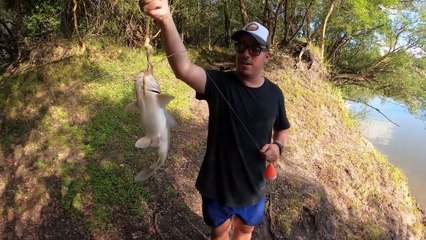 Increíble el PIQUE DE BAGRES en este Arroyo, Pesca, Cocina y Campamento !